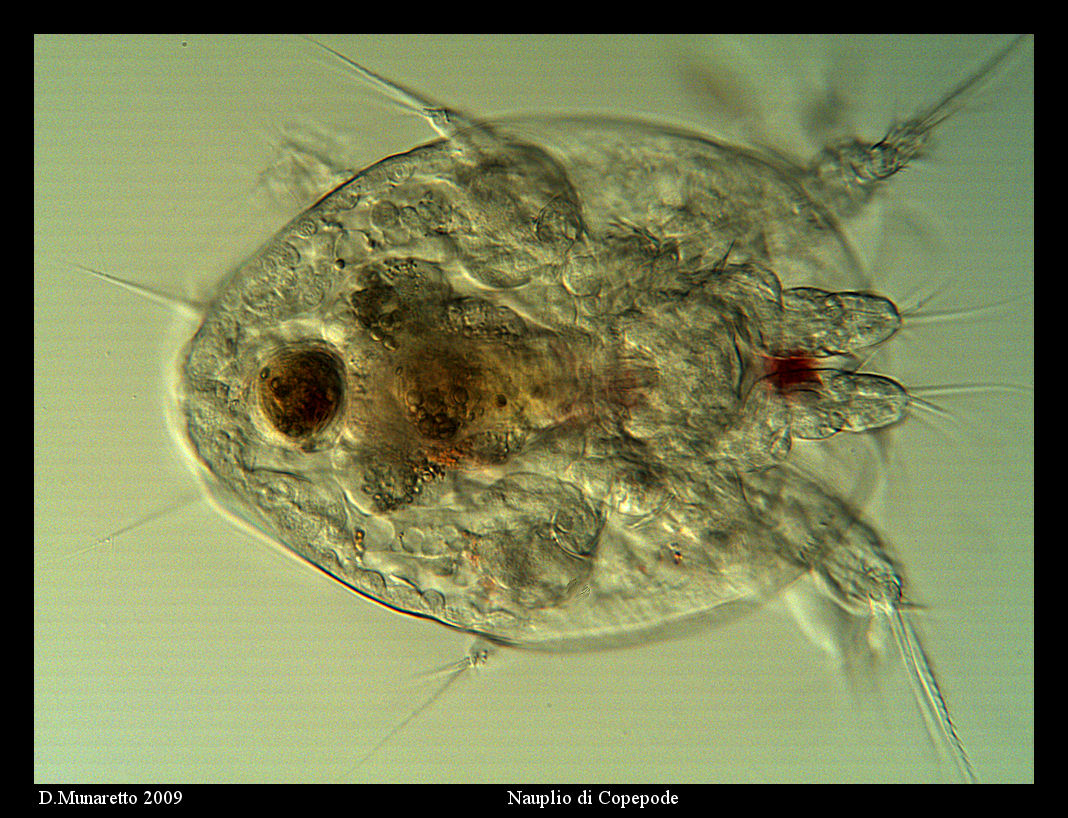 Nauplio di copepode